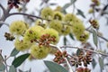 Bees pollinating Eucalyptus desmondensis flowers