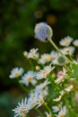 Bees pollinating on a globe thistle flower with blurred green background and copy space. Echinops and daisy perennial