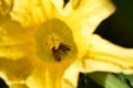 Bees pollinating pumpkin flower in high summer Royalty Free Stock Photo