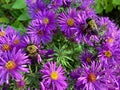 Bees Pollinating Purple Daisy Flowers