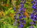 Bees pollinating purple flowers