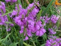 Bees Pollinating Purple Flowers Royalty Free Stock Photo