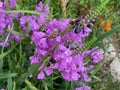 Bees Pollinating Purple Flowers in Summer