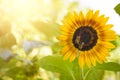 Bees pollinating a Sunflower