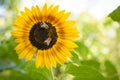 Bees pollinating a Sunflower Royalty Free Stock Photo