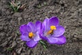 Bees pollinating 2 purple flowers of Crocus vernus in March Royalty Free Stock Photo