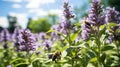 Bees Pollinating in a Vibrant Garden. Bees busy at work pollinating purple flowers in a lush garden, showcasing the Royalty Free Stock Photo