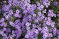 Bees pollinating violet flowers of Symphyotrichum novi-belgii