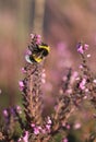 A Bee is pollinating the Heather Royalty Free Stock Photo