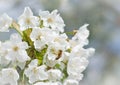 Bees pollination cherry blossom