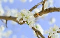 Bees pollination cherry blossom Royalty Free Stock Photo