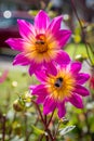 Bees and Dahlias Royalty Free Stock Photo