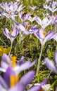 Bees and purple flowers Royalty Free Stock Photo