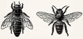 Bees. Queen bee (left) and worker bee (right). Royalty Free Stock Photo