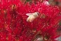 Bees on a red Pohutukawa flower, macro close up of anther and st Royalty Free Stock Photo