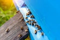 Bees returning from honey collection. Honey bees in blue hive entrance. Apis mellifera colony. Flying beekeeping bees. Summer Royalty Free Stock Photo