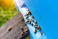 Bees returning from honey collection. Honey bees in blue hive entrance. Apis mellifera colony. Flying beekeeping bees. Summer Royalty Free Stock Photo