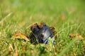 Bees on a rotten plum lying in the grass