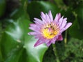 Bees are seaching for nectar on the lotus flower. Royalty Free Stock Photo