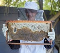 Bees, senior woman and honey production of a agriculture worker happy about bee produce. Sustainability, eco friendly