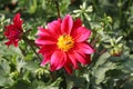 Bees sitting on a blossomed red and yellow dahlia