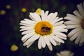 Bees are sitting on chamomile flowers Royalty Free Stock Photo