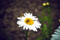 Bees are sitting on chamomile flowers Royalty Free Stock Photo