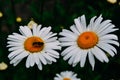 Bees are sitting on chamomile flowers Royalty Free Stock Photo