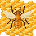 Bees sitting on comb of honey. Vector illustration Royalty Free Stock Photo