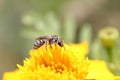 This is a bees sitting on a flower and eating huney