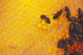 bees sitting on honey combs