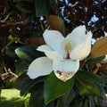 Southern Magnolia Blossom With Bees