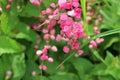 Bees stinging pink flowers Is a flowering plant of the family Polygonaceae, a pink clematis