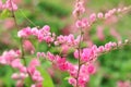 Bees stinging pink flowers Is a flowering plant of the family Polygonaceae, a pink clematis