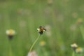 Bees suck honey on wildflowers Royalty Free Stock Photo