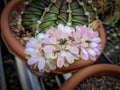 Bees suck the juice of a cactus flower in a pot