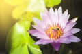 Bees suck nectar from pink lotus pollen Royalty Free Stock Photo