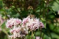 Bees suck nectar on umbels