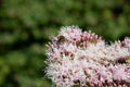 Bees suck nectar on umbels