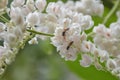 Bees suck from pollen white flower Royalty Free Stock Photo