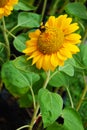 Bees suck sunflower pollen