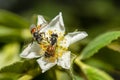 The bee is collecting nectar from flowers