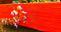 Bees sucking flower pollen on a red wall background