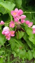 bees sucking honey on pink ronce flowersÃ¯Â¿Â¼