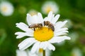 Bees sucking nectar from a daisy flower