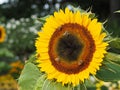 Bees on sunflower, sunflowers pollinate Royalty Free Stock Photo