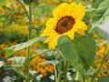 Bees on sunflower, sunflowers pollinate, bee at work Royalty Free Stock Photo