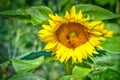 Bees on a sunflower in the sunshine