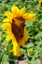 Bees on the sunflowers on the green field background