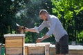 Bees swarm collected to empty bee hive among other hives in the apiary farm